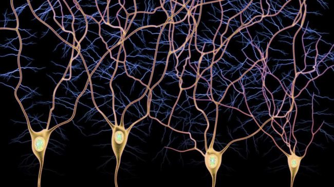 Фото - Геймеры помогают ученым исследовать головной мозг и открывать новые типы нейронов